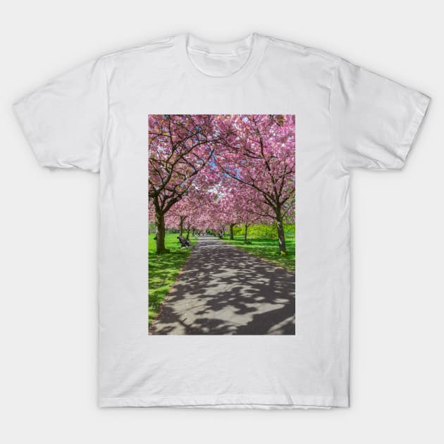 Cherry blossom in Greenwich Park in London T-Shirt by TDArtShop